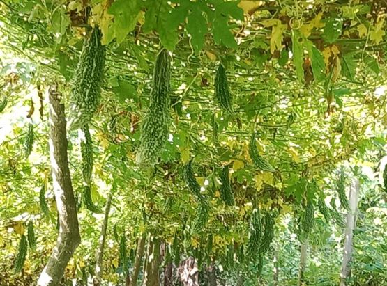 পটুয়াখালীতে মৌসুমি সবজির ব্যাপক ফলন: উৎপাদন ৩০ হাজার ৬০ মেট্রিক টন
