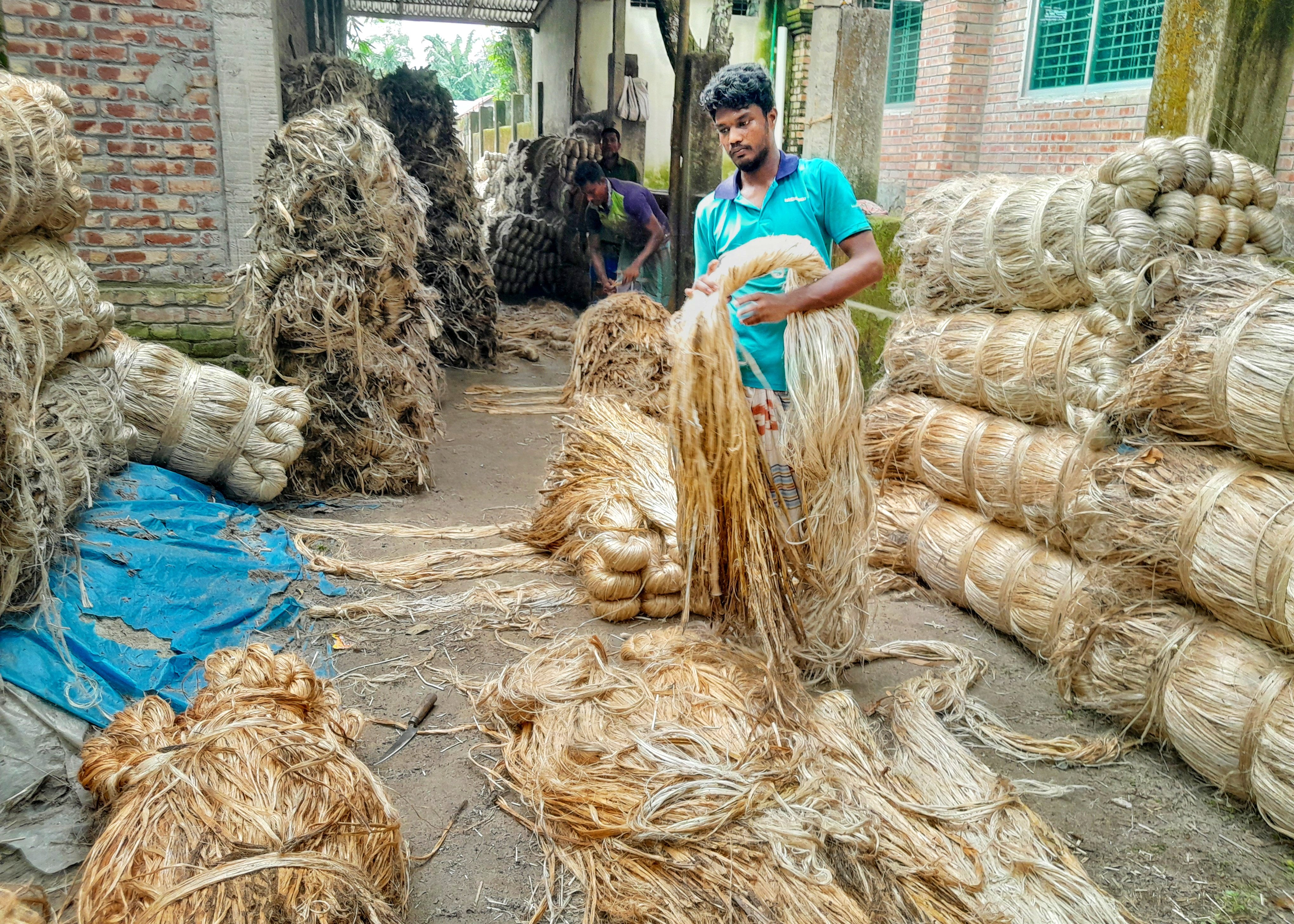 লালমনিরহাটে নতুন পাটে চাষিদের মুখে হাসি