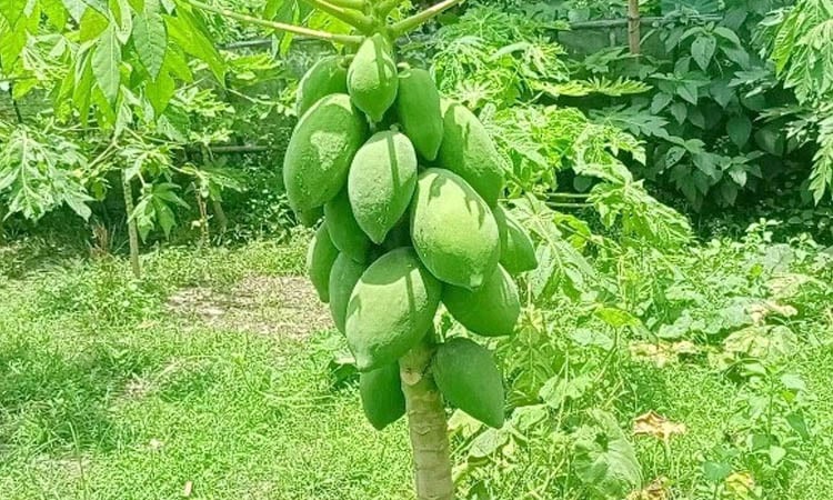 শতাধিক মণ ‘টপলেডি’ বিক্রির প্রত্যাশা বদরুজ্জামানের