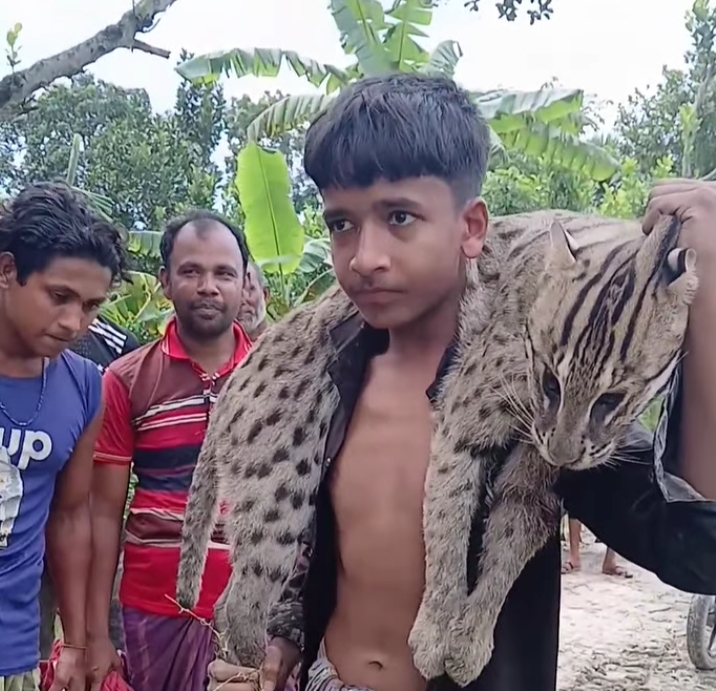 শৈলকূপায় আহত মেছো বাঘকে পিটিয়ে হত্যা