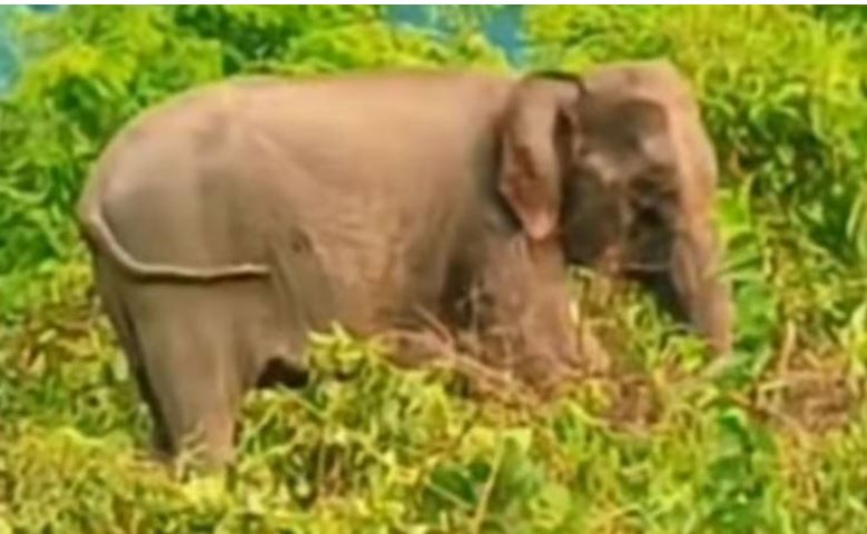 আহত হাতিকে চিকিৎসা দিতে গিয়ে বনকর্মী ও চিকিৎসকসহ আহত ১৫