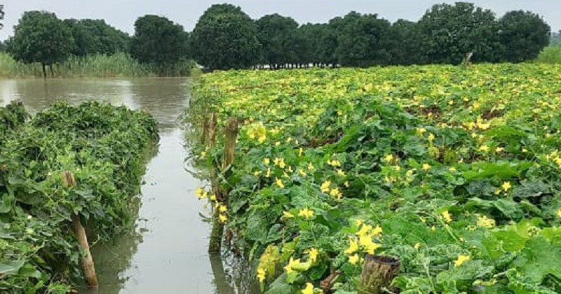 লালপুরে ৬৮৯ হেক্টর চরের ফসল পানিতে নিমজ্জিত