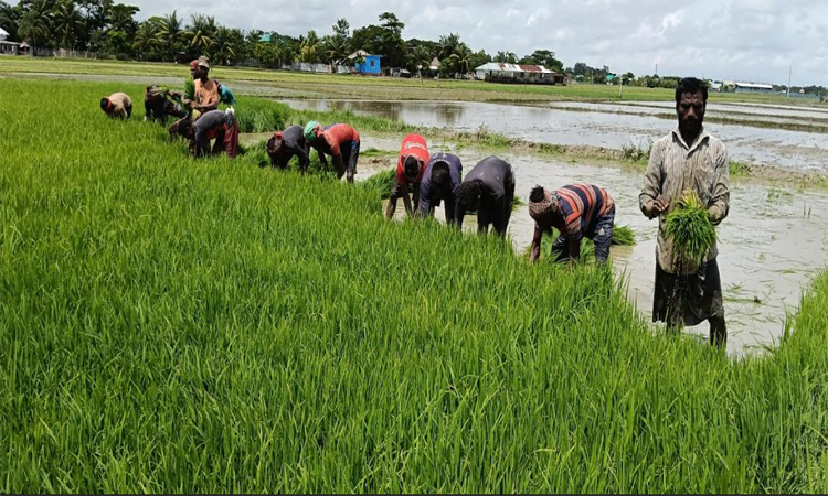 কুয়াকাটায় সোনালী স্বপ্ন রোপণে ব্যস্ত কৃষকেরা
