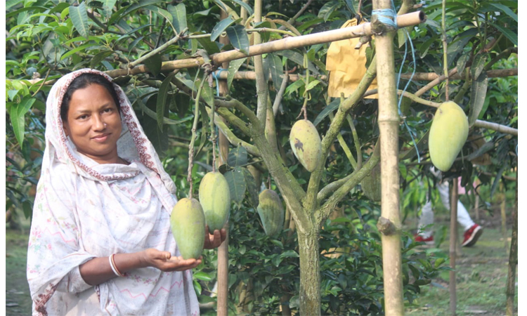 অসময়ে রুমার বাগানে গাছে গাছে ঝুলছে আম