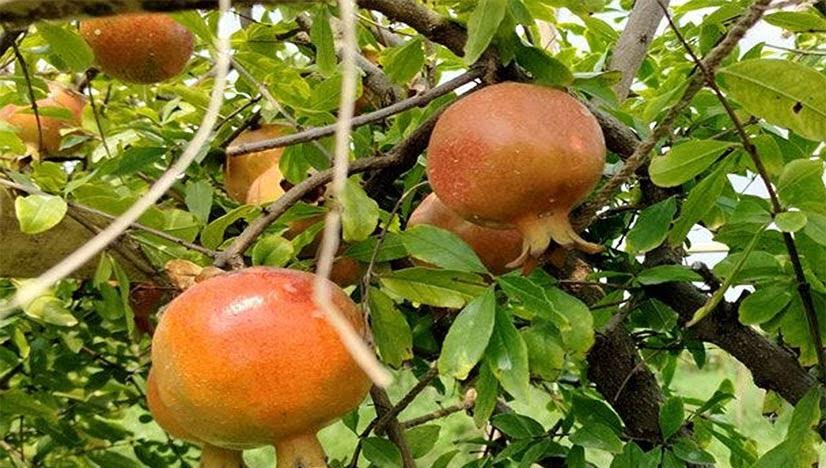 আনার চাষে সফল দিনাজপুরের দুই বন্ধু