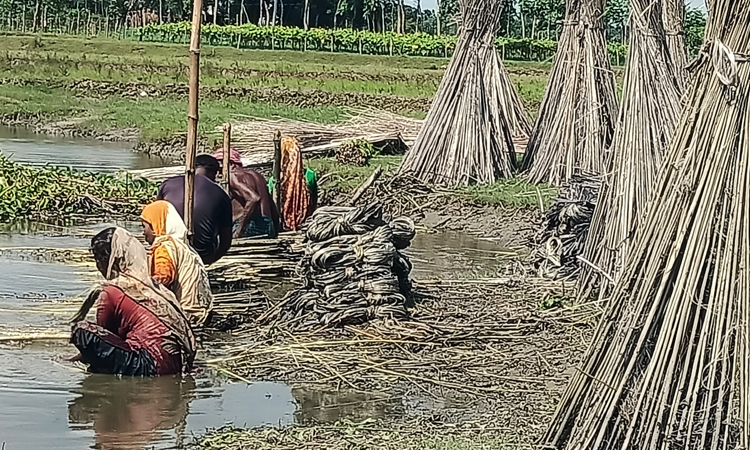 শেরপুরে পাটের অধিক ফলনে খুশি কৃষকরা