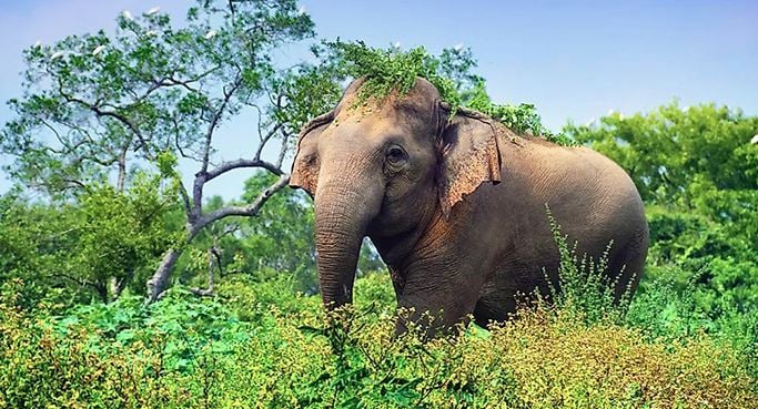 হাতি সংরক্ষণ ও রক্ষণাবেক্ষণ প্রকল্প বাস্তবায়নে সরকারি উদ্যোগ গ্রহণ