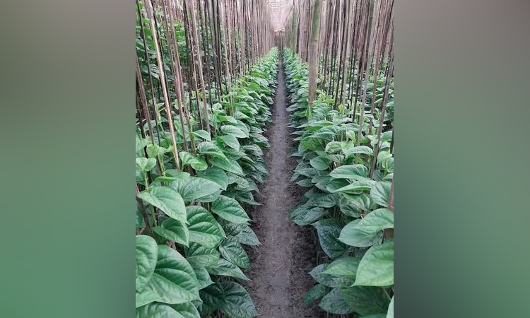 রাজশাহীতে গ্রামীণ অর্থনীতিকে চাঙ্গা করছে মিষ্টি পানের চাষ 