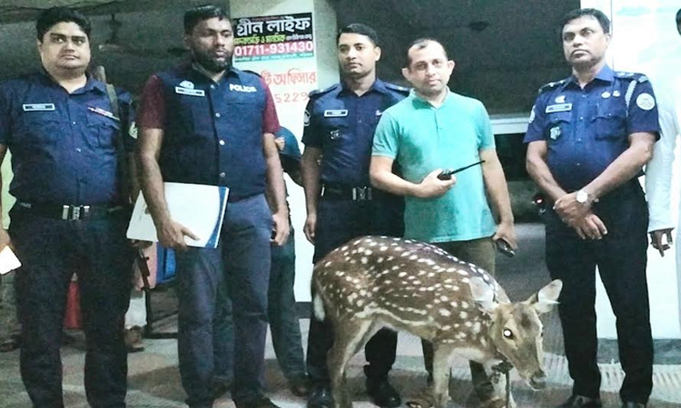 ভোলায় জোয়ারে বনের হরিণ লোকালয়ে