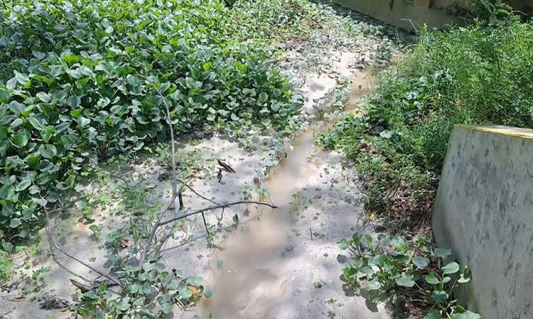 সিরামিক কারখানার ধোঁয়া ও পানিতে বিপন্ন পরিবেশ, ক্ষতিগ্রস্ত কৃষক