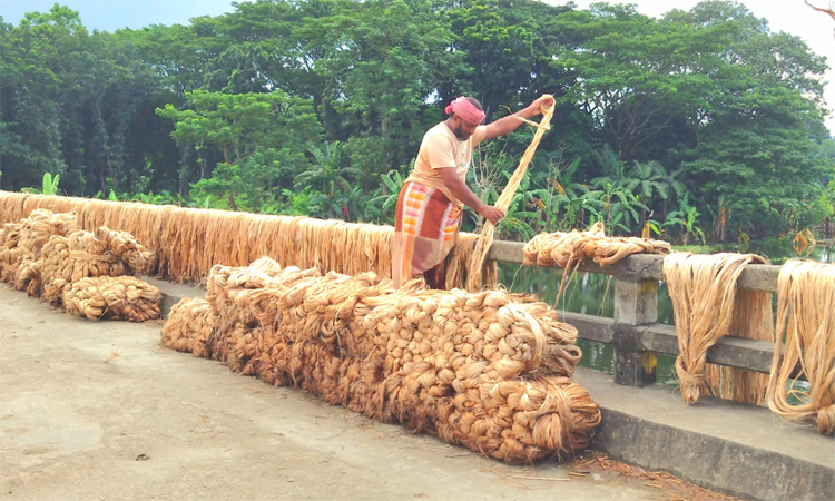 ঝিনাইদহে সোনালি আঁশের খুশিতে সোনালি হাসি