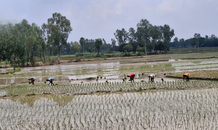 বগুড়ায় আমনের চারা রোপণে ব্যস্ত কৃষকেরা 