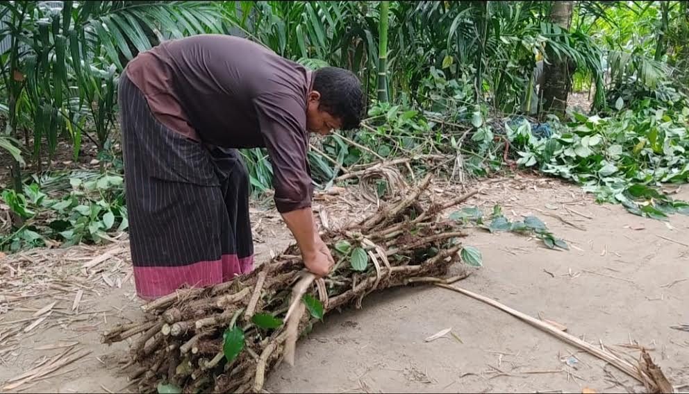 চুইঝালের চাষ বাড়ছে লালমনিরহাটে