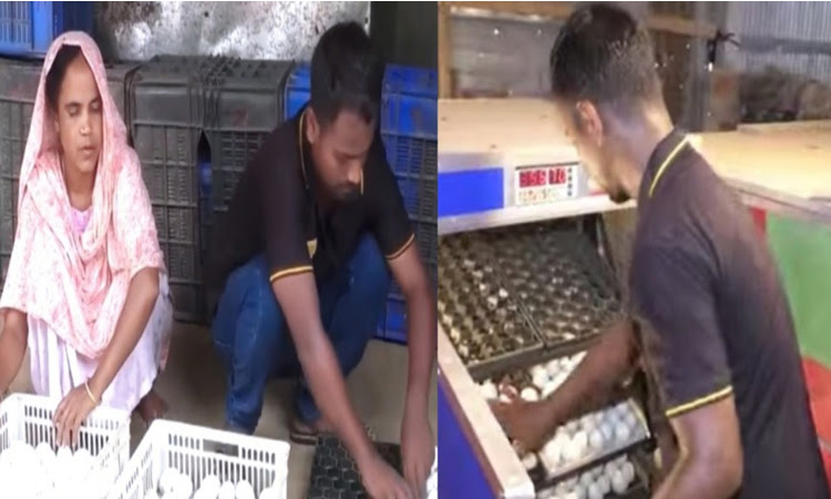 ইনকিউবেটরে হাঁসের বাচ্চা ফুটিয়ে মাসে আয় ৩ লাখ টাকা 