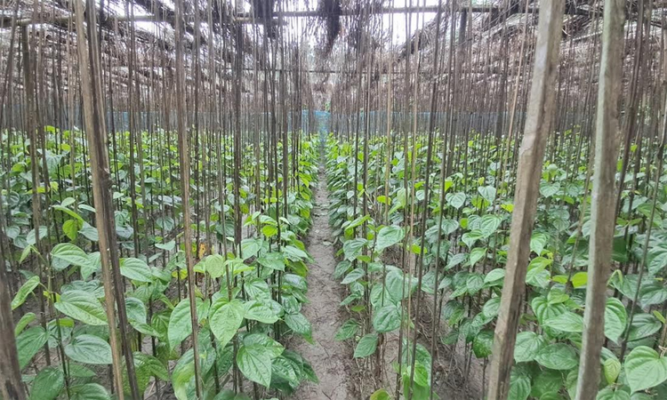 হাইমচরের অন্যতম অর্থকরী ফসল পানের সুনাম দেশজুড়ে 