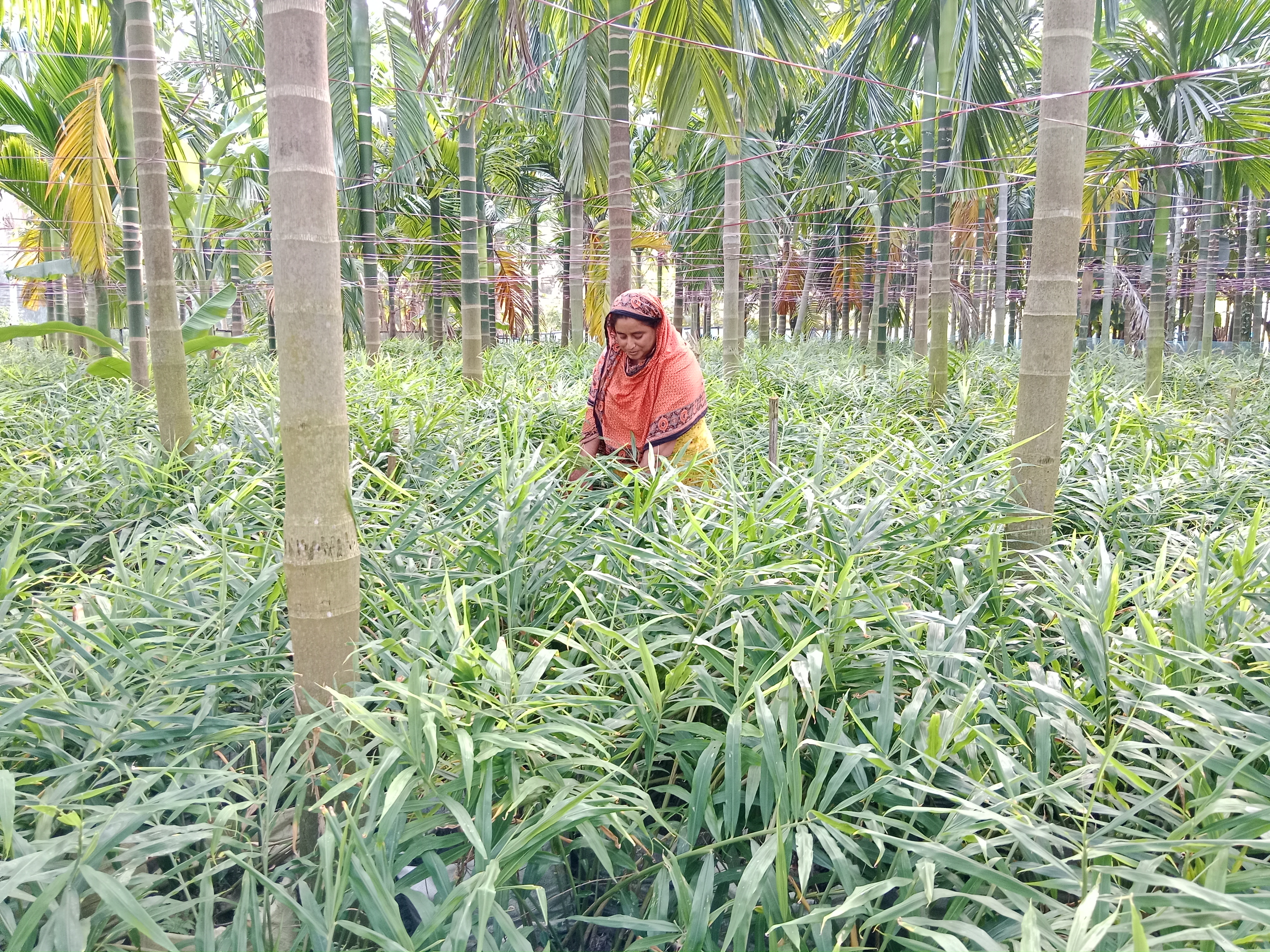 লালমরিরহাটে আদা চাষে ময়নার বাজিমাত