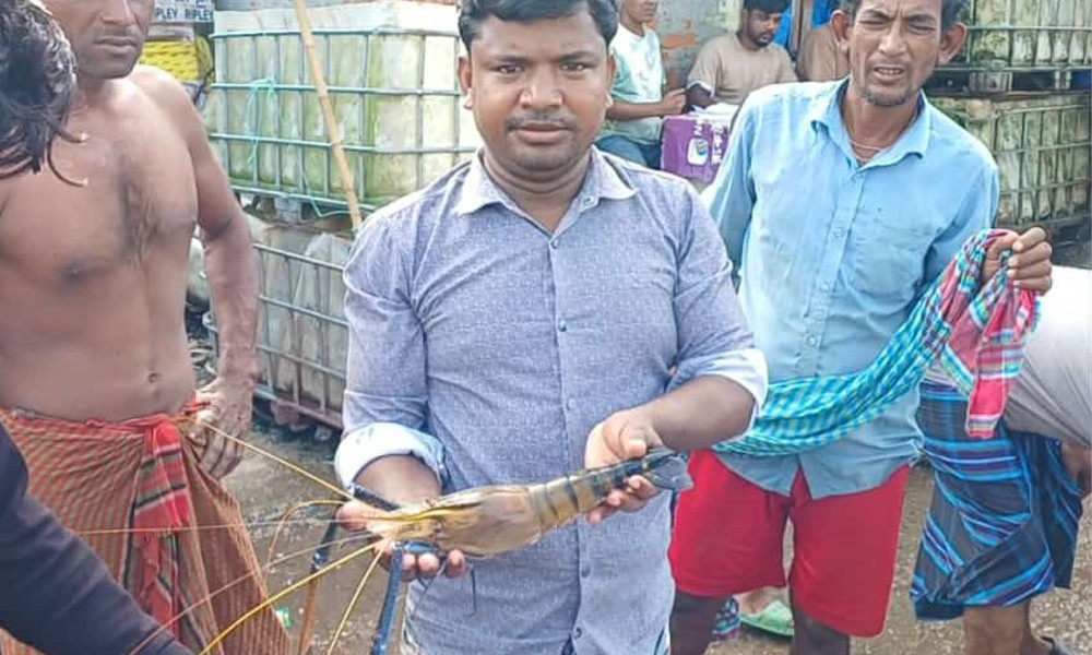 এক চিংড়ির ওজন আধা কেজি