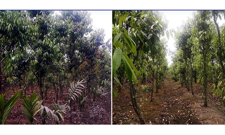 তেজপাতার বাগান করে সফল দিনাজপুরের রহমত আলী