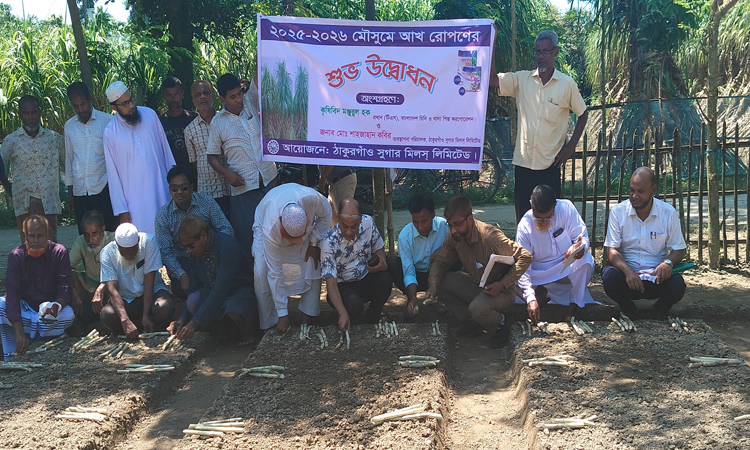 ঠাকুরগাঁও চিনিকলে আখ রোপণ কার্যক্রমের উদ্বোধন