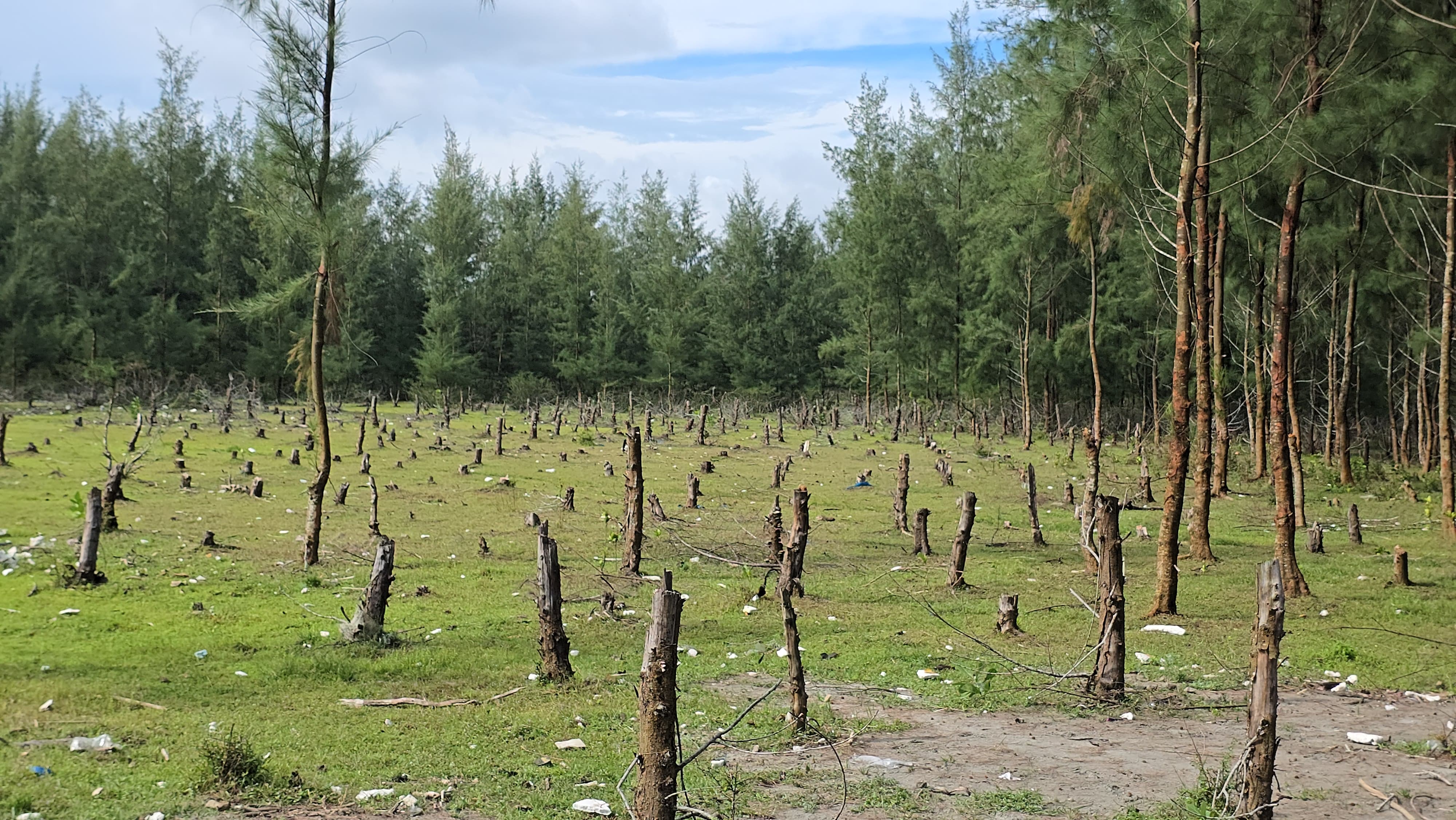 পটুয়াখালীতে গঙ্গামতি বনের গাছ কেটে উজাড় 