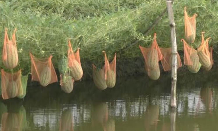 বর্ষাকালীন তরমুজ চাষ দক্ষিণাঞ্চলের অর্থনীতিতে বড় অবদান রাখতে পারে