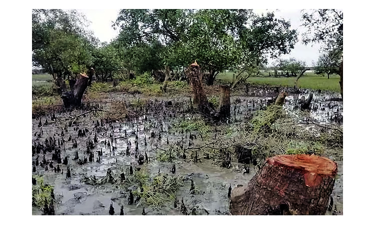 সোনাদিয়ায় প্যারাবন রক্ষায় ব্যবস্থা নিতে সচিবসহ ১০ কর্মকর্তাকে আইনি নোটিশ