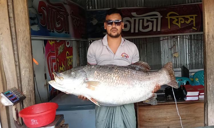 পটুয়াখালীতে জেলের জালে ধরা পড়ল ২৭ কেজির কোরাল মাছ 