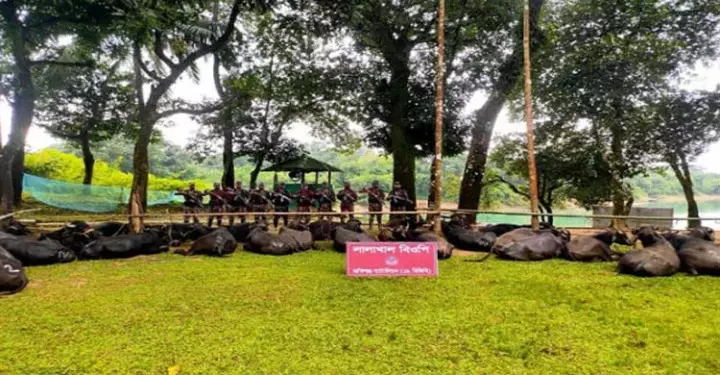 সিলেট সীমান্তে কোটি টাকার চোরাই মহিষ আটক