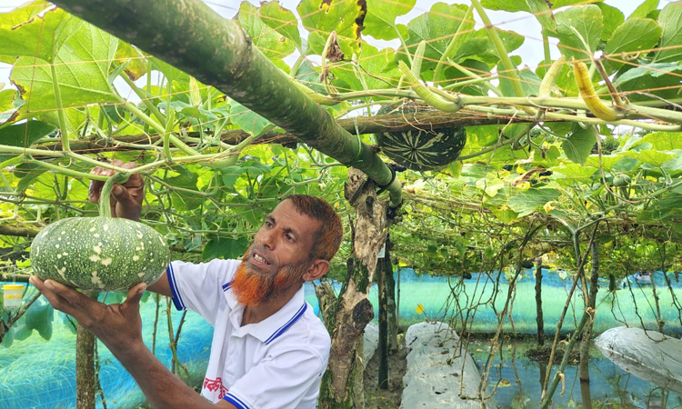 চাকরি ছেড়ে এখন সফল কৃষি উদ্যোক্তা পটুয়াখালীর খলিল