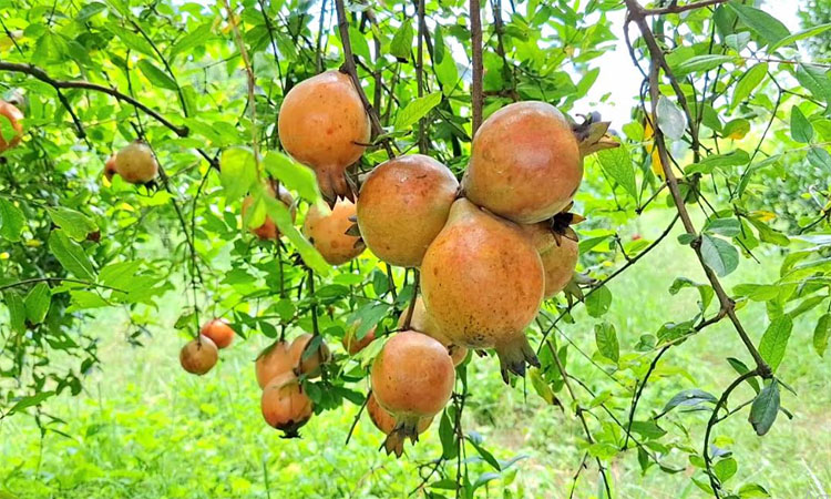 আনার চাষে সফল মহেশপুরের আবদুল্লাহ