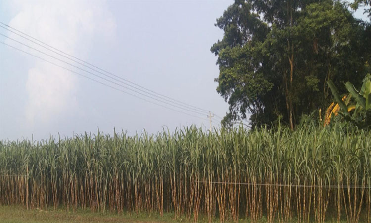 মানিকগঞ্জে আখ চাষ নির্ধারিত লক্ষ্যমাত্রা ছাড়িয়ে গেছে