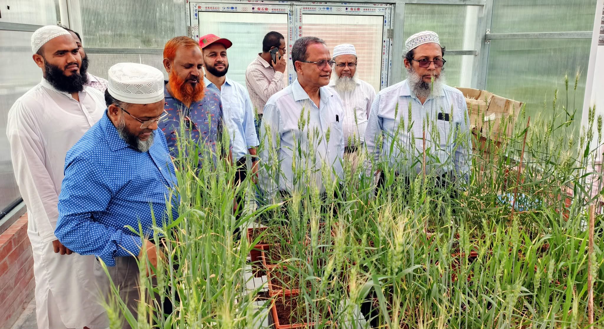 দিনাজপুরে গমের জাত উদ্ভাবন ও সম্প্রসারণ বিষয়ক কর্মশালা