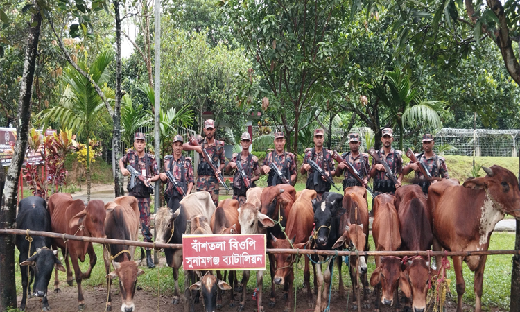 সুনামগঞ্জ সীমান্তে ভারতীয় ১৪টি গরু আটক