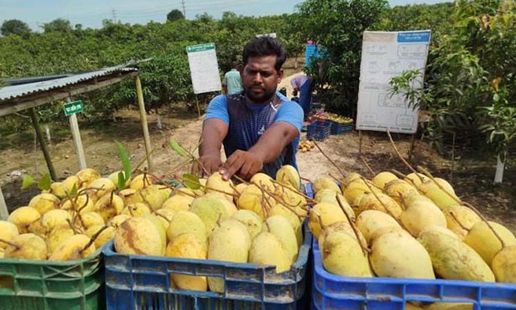 রাজশাহীতে কাটিমন আম চাষে গতি পাচ্ছে স্থানীয় অর্থনীতি