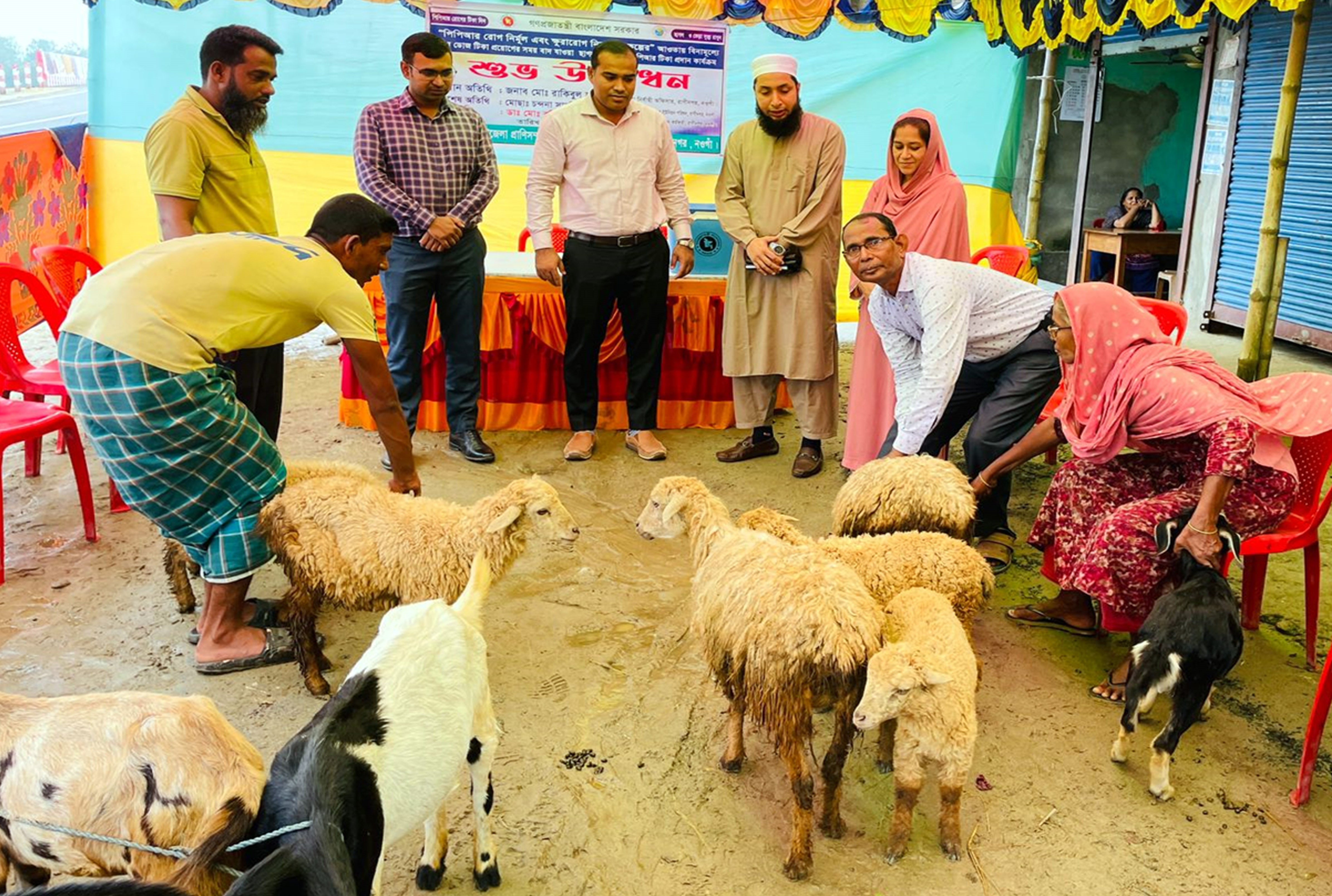 নওগাঁয় গবাদিপশুকে বিনামূল্যে টিকাদান 