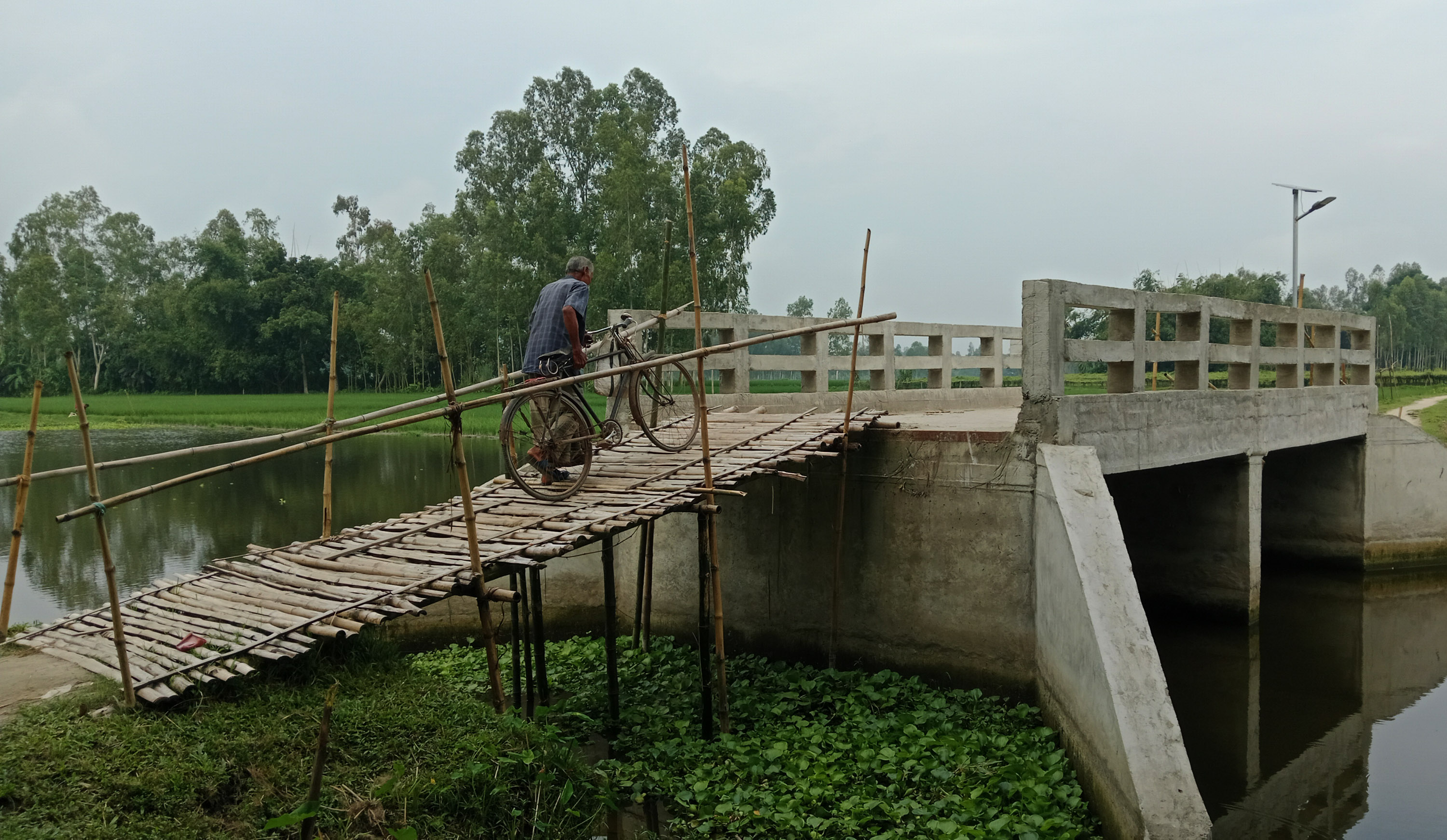 মিঠাপুকুরে বাঁশের মই বেয়ে সেতু পারাপার : দুর্ভোগে ৫ গ্রামের মানুষ