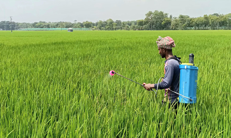 ঝিনাইদহে রোপা আমন ক্ষেতের পচন রোগ দমনে প্রয়োজন দ্রুত পদক্ষেপ