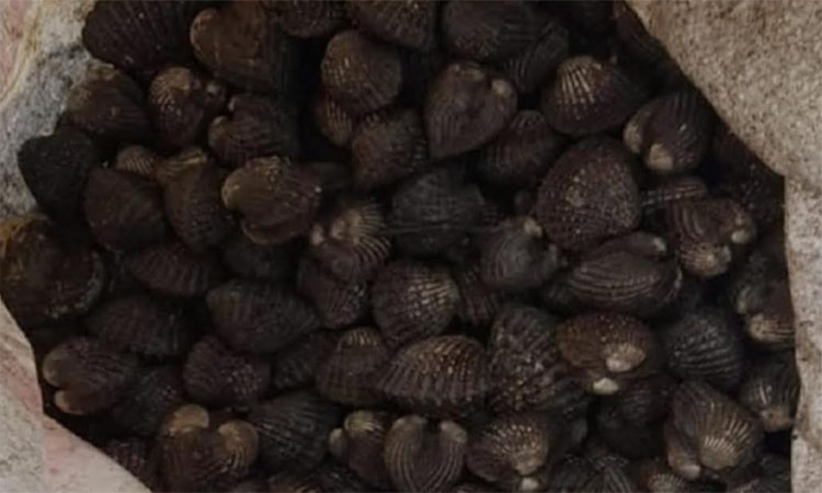 সাতক্ষীরা রেঞ্জের নদ-নদী থেকে শামুক ধরলে আইনি ব্যবস্থা নেবে বনবিভাগ 