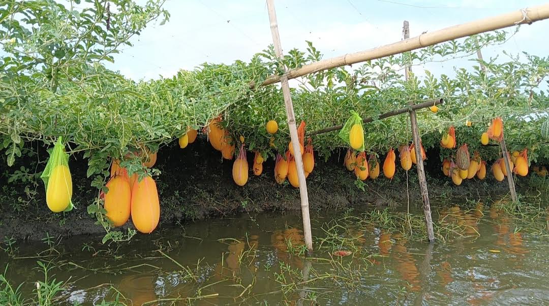 নড়াইলে অসময়ে তরমুজ চাষে কৃষকের ভাগ্যবদল
