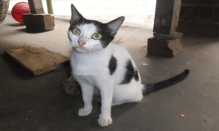 মিরপুরে নারিকেল গাছে আটকে পড়া বিড়াল ৪৮ ঘণ্টা পরে উদ্ধার