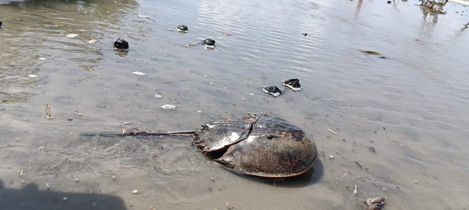 পটুয়াখালীতে জেলেদের জালে ধরা পড়ল রাজ কাঁকড়া