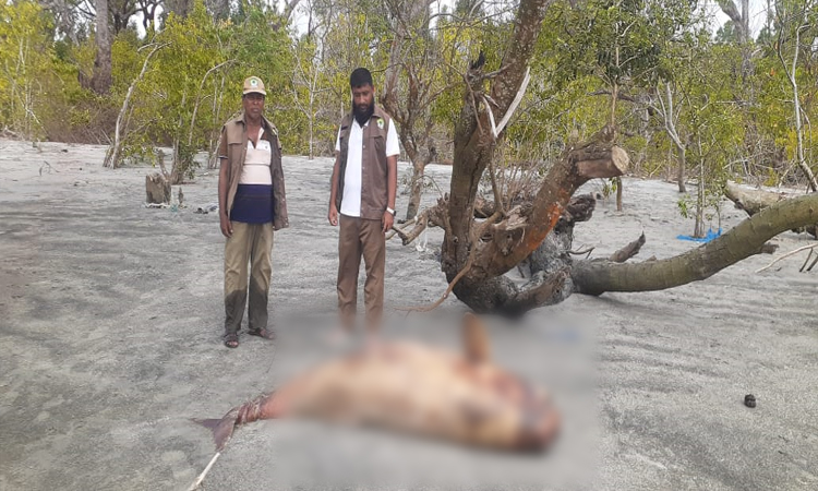 কুয়াকাটা সৈকতে ফের ভেসে এসেছে মৃত ইরাবতী ডলফিন