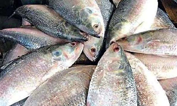 ইলিশ ধরা ও বিক্রি ২২ দিন নিষিদ্ধ