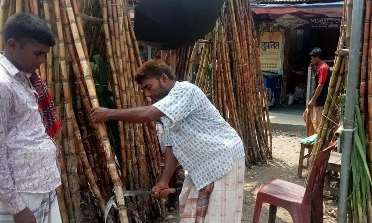 নাটোরে রঙ বিলাস আখ চাষ করে লাভবান হচ্ছেন কৃষক