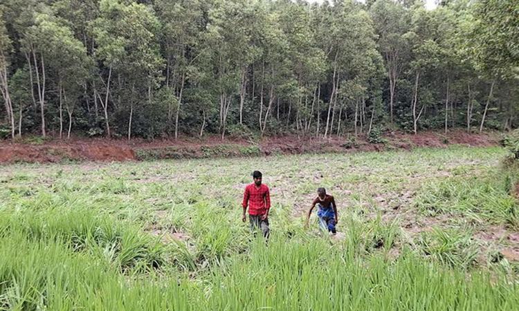 শেরপুরে বন্য হাতির তাণ্ডবে জমির ধান নষ্ট
