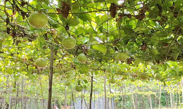 কম খরচে আনারকলি চাষ করে মিলবে লাখ টাকা মুনাফা    