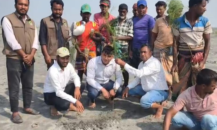 চর বিজয়ে রোপণ করা হবে ৪০ হাজার ঝাউ গাছ 