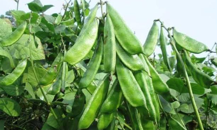 বাগেরহাটে শীতকালীন সবজি চাষে বিপুল সম্ভাবনা 