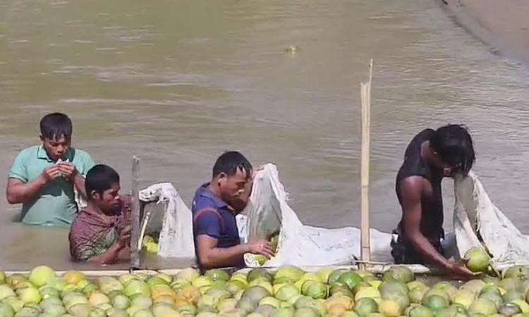 নদীর স্রোত ব্যবহার করে জাম্বুরার পরিবহণ ব্যয় কমাচ্ছেন পাহাড়ি কৃষক  