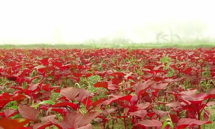 নওগাঁর বাজারে শীতের আগাম সবজি, মাঠেও শোভা ছড়াচ্ছে